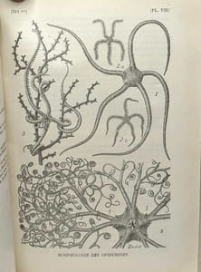 Cours élémentaire de Zoologie - dixième édition revue - 765 figures dans le texte 16 planches