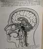Comparative anatomy. V. Neal W. Rand