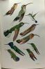 The birds of trinidad and tobago. HERKLOTS G. A. C