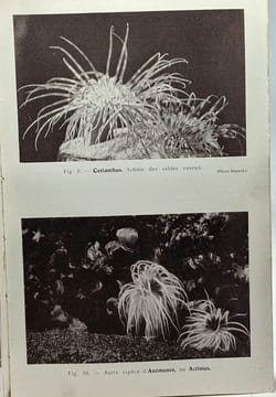 Le bord de la mer - plantes - algues - animaux- coll. la clef de la nature. Mauric Cabs