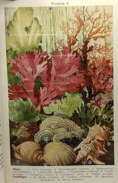 Le bord de la mer - plantes - algues - animaux- coll. la clef de la nature. Mauric Cabs