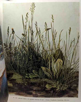 La renaissance allemande - dessins et aquarelles - Dürer Cranach Grünewald Holbein. Gerszi Teresa
