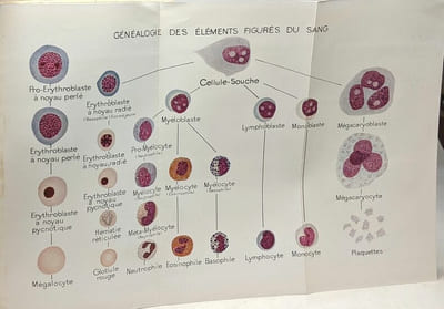 Hématologie clinique - 41 figures 1 hors texte