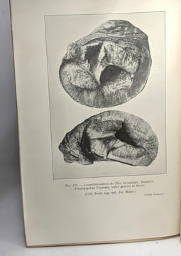 Le vieillissement du monde vivant - préface de Maurice Caullery. Decugis Henri