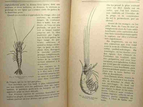 Le monde sous-marin - la science pittoresque. A. Acloque