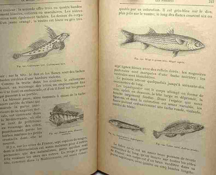 Le monde sous-marin - la science pittoresque. A. Acloque