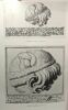 Marmi antichi nei disegni di Pier Leone Ghezzi - documenti e riproduzioni 1. Guerrini Lucia