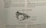 Stedman's medical dictionary - 19th revised edition. Burke Taylor