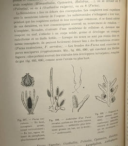 Cours de botanique - 3e édition - seconde partie botanique spéciale - avec 1077 figures dans le texte