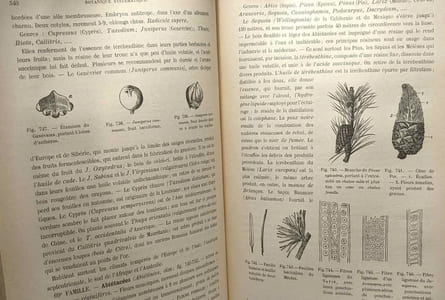Cours de botanique - 3e édition - seconde partie botanique spéciale - avec 1077 figures dans le texte