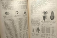 Cours de botanique - 3e édition - seconde partie botanique spéciale - avec 1077 figures dans le texte