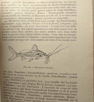 Traite complet de la vie des animaux en aquarium / Bibliothèque scientifique - 103 figures par M.R. Beck et R. Barre. Beck Pierre
