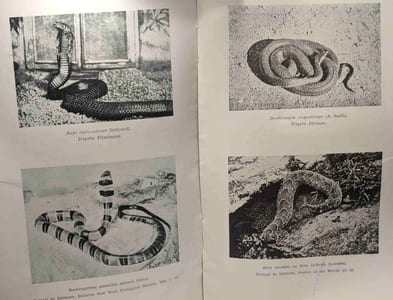 Les serpents venimeux du Congo Belge - mémoires tome XV fasc. 5 - institut royal colonial belge sciences naturelles et médicales