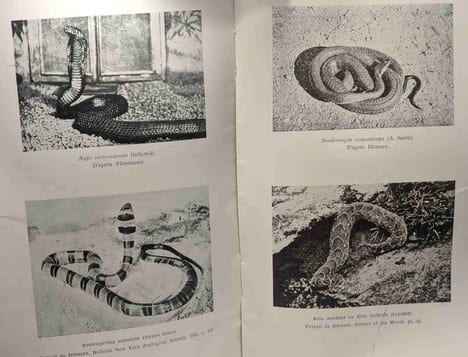 Les serpents venimeux du Congo Belge - mémoires tome XV fasc. 5 - institut royal colonial belge sciences naturelles et médicales. A. Duren (docteur)