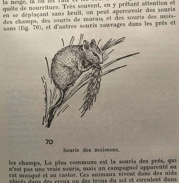 Le monde étrange des bêtes et des plantes / Bibliothèque scientifique. Hyatt Verrill A