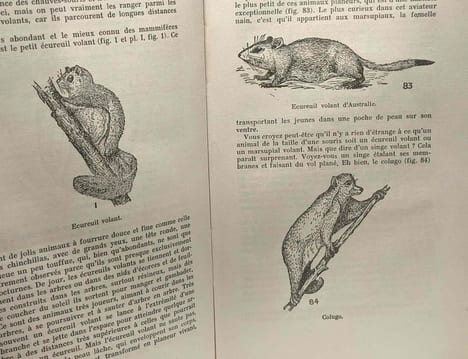 Le monde étrange des bêtes et des plantes / Bibliothèque scientifique. Hyatt Verrill A