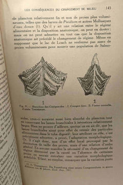 L'adaptation et l'évolution / bibliothèque de synthèse scientifique. Rabaud Étienne