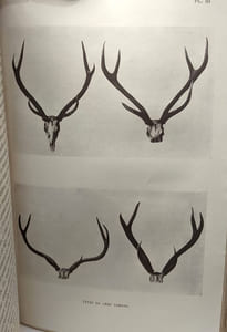 Les bêtes sauvages de l'Inde Centrale / Bibliothèque géographique