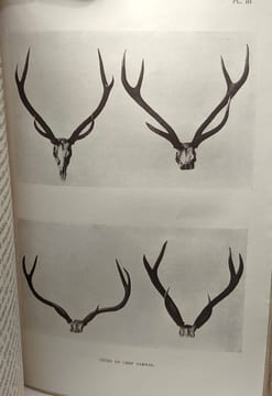 Les bêtes sauvages de l'Inde Centrale / Bibliothèque géographique. A. Dunbar Brander