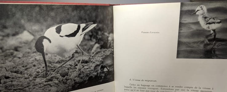 Les oiseaux en Belgique - premier guide à l'étude de nos oiseaux
