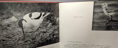 Les oiseaux en Belgique - premier guide à l'étude de nos oiseaux