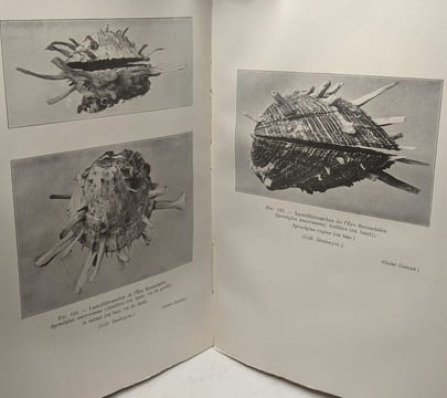Le vieillissement du monde vivant - préface de Maurice Caullery. Decugis Henri