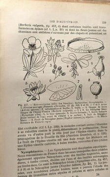 Cours de botanique et de biologie végétale - TOME II - 2e éd. revue et corrigée. Plantefol