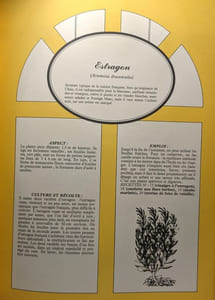 Cultivons notre jardin aromatique