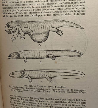 Vie et moeurs des amphibiens. Grenouilles - Crapauds - Tritons - Salamandres - Cécilies. ANGEL F