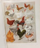Encyclop&eacute;die agricole belge - TOME II. Collectif