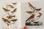 AUDUBON. Les oiseaux d'Am&eacute;rique - coll. Petit carr&eacute;. Peterson Virginia-Marie  Peterson Roger