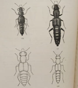 Klucze do oznaczania owadow polski / Polski zwiazek entomologiczny
