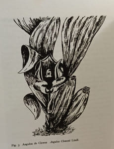 Orchidées Exotiques. Avec 57 illustrations dont 39 en couleurs et 18 dessins à la plume