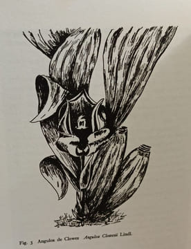 Orchidées Exotiques. Avec 57 illustrations dont 39 en couleurs et 18 dessins à la plume. A. Zimmermann - R. Dougoud
