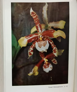 Orchidées Exotiques. Avec 57 illustrations dont 39 en couleurs et 18 dessins à la plume
