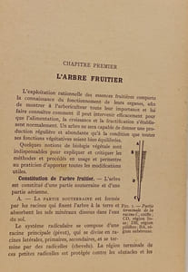 Les Fruits