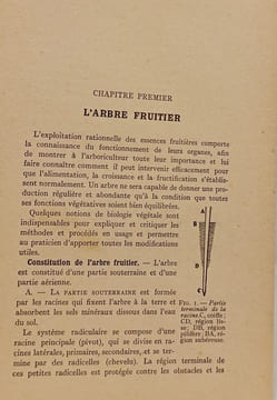 Les Fruits. E. Deaux