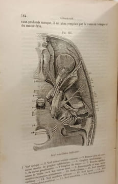 Nouveau traité élémentaire d'anatomie descriptive et de préparations anatomiques. A. JAMAIS  A. VERRIER