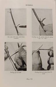 Roses: The Cultivation of the Rose