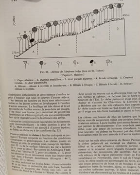 La végétation de la Terre. A. Huetz de Lemps