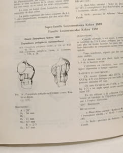 Gastéropodes du Lias inférieur et moyen du domaine atlasique marocain - notes et mémoires du serviec géologique n°196
