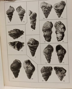 Gastéropodes du Lias inférieur et moyen du domaine atlasique marocain - notes et mémoires du serviec géologique n°196