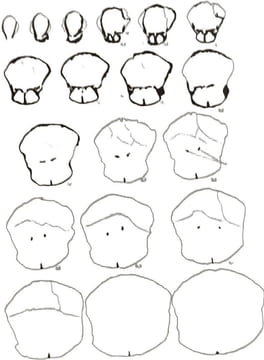 Rhynchonelloidea et Spiriferoidea siluro-dévoniens du Maroc pré-saharien - Notes et Memoires du Service Geologique 178. Jeannine Drot