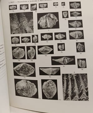 Rhynchonelloidea et Spiriferoidea siluro-dévoniens du Maroc pré-saharien - Notes et Memoires du Service Geologique 178. Jeannine Drot