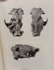 Le genre dremotherium (cervoidea) anatomie du cr&acirc;ne denture et moulage endocranien - EXTRAIT des Annales de pal&eacute;ontologie vert&eacute;br&eacute;s TOME LIV. Denise ...