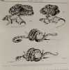 Serpents et venins; morsures et traitements - Notes africaines - N&deg;85 Janvier 1960. P. L. Dekeyser et J. Derivot