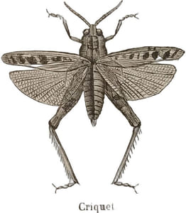 Les insectes nuisibles à l'agriculture et à la viticulture
