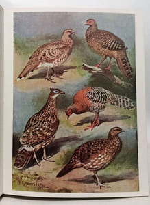 The Pheasants of the World - second edition