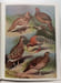 The Pheasants of the World - second edition. Delacour Jean