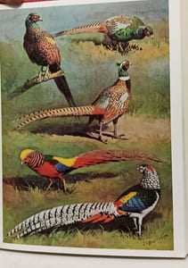 The Pheasants of the World - second edition